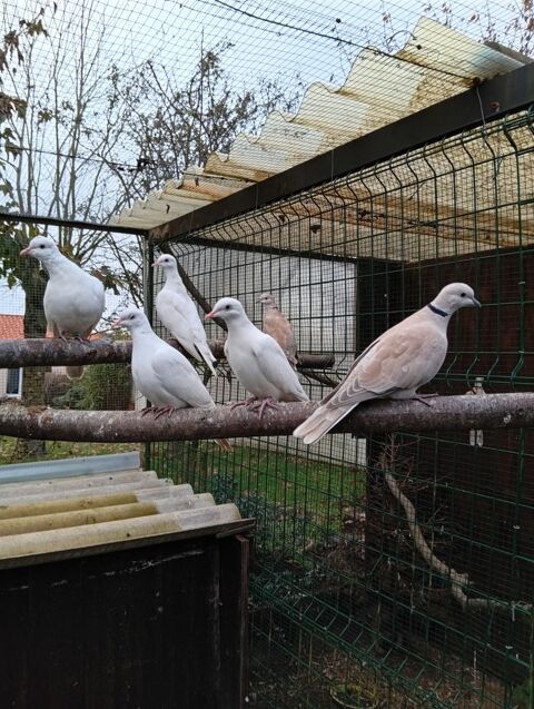 Colombe blanche et grise 1 85130 La verrie