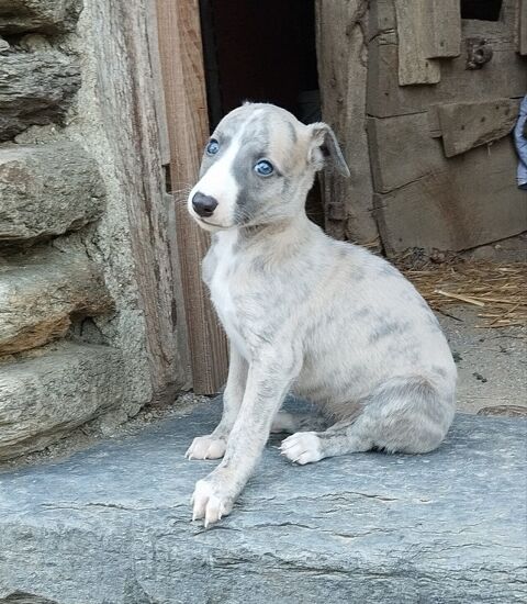  Chiots Whippet &agrave; r&eacute;server 1200 56140 Tréal