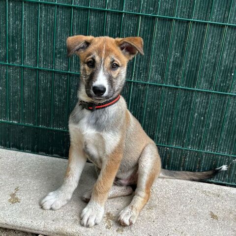 Appolon chiot type berger, 4 mois 350 84600 Valras