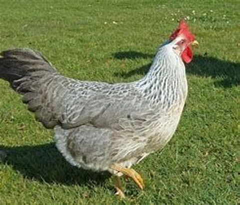 Poule leghorn, idée cadeau anniversaire, fête des mères
39 77540 Courpalay