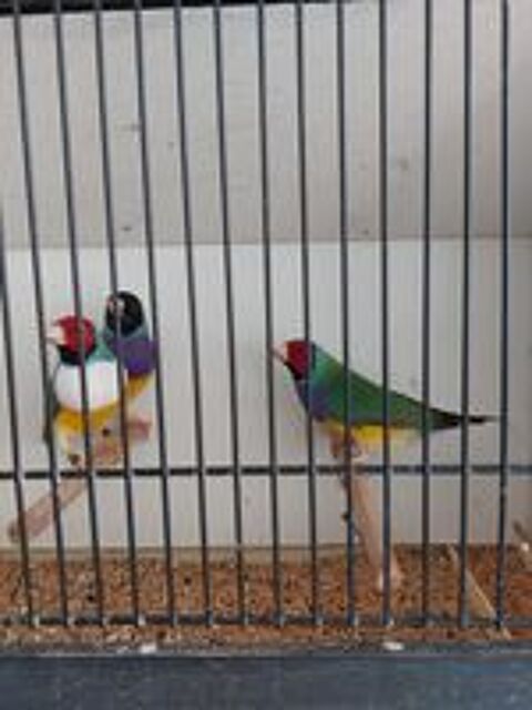   Exotiques Goulds 