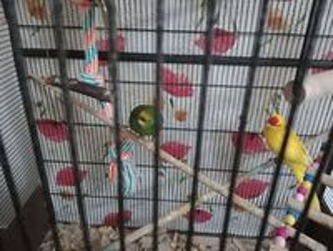   1 oiseaux kakarikie 