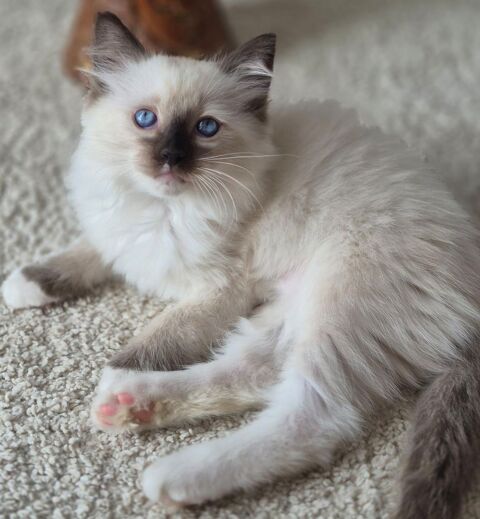 Magnifiques Chatons Ragdoll M&acirc;les LOOF ? 1000 35380 Treffendel