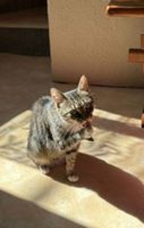   Carole gentille chatte 8 ans cherche adoptants 