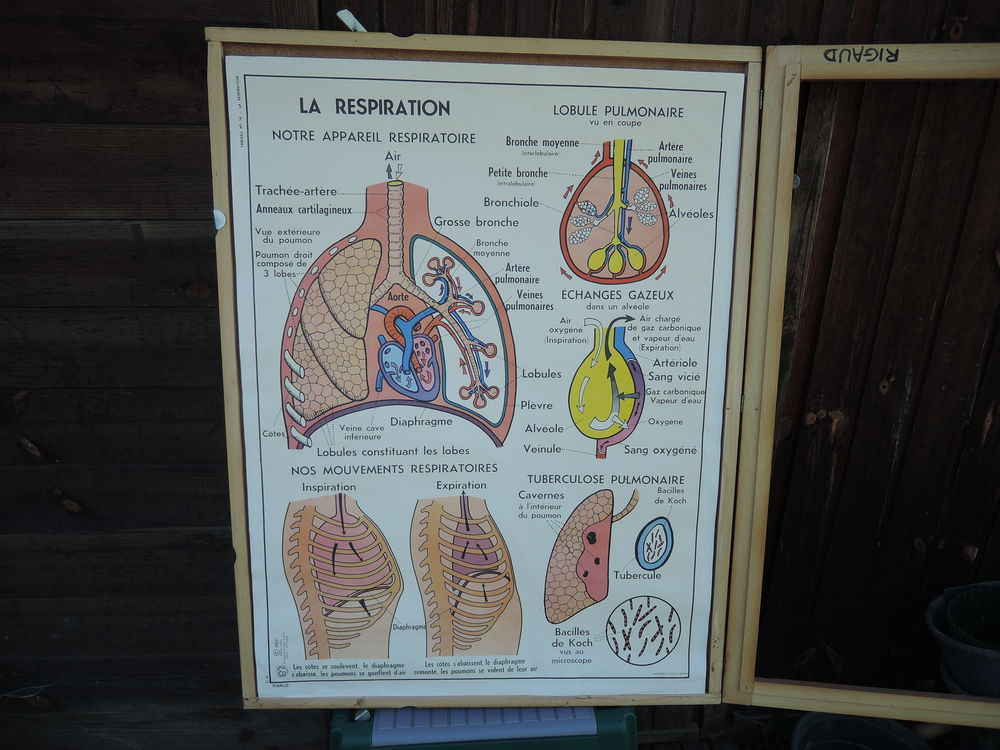 Affiches du corps humain 