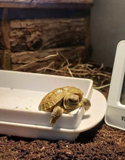 tortue de terre steppes Caudebec-en-Caux (76)