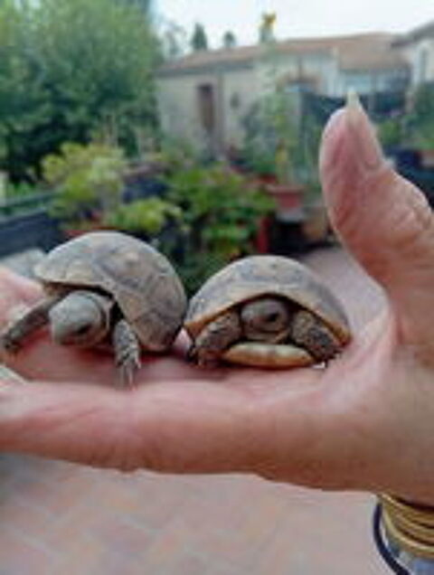   Propose la Tortues grecque de deux ans 