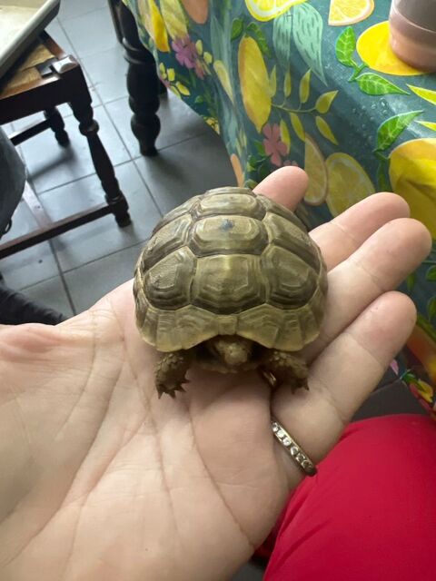 Tortue femelle greca 4 ans &eacute;change contre femelle herman du 0 11200 Bizanet