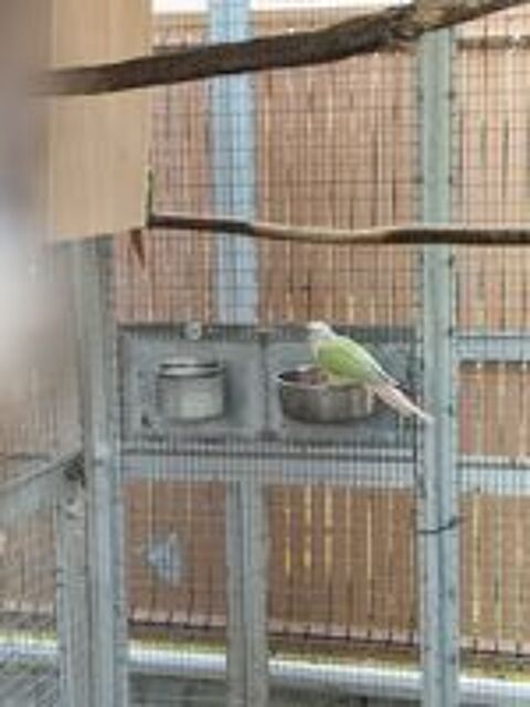   Couple de conure molinae 