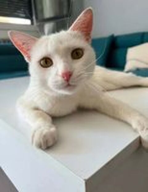   Flocon jeune et adorable chatte cherche famille 
