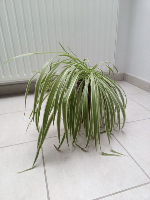 Chlorophytum, plante araigne, dpolluante 6 Saunay (37)