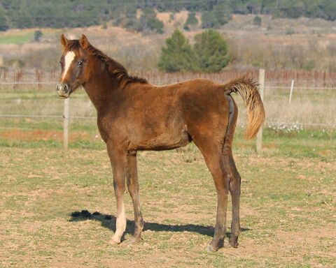 Magnifique pouliche PSAR 3000 11800 Saint-frichoux