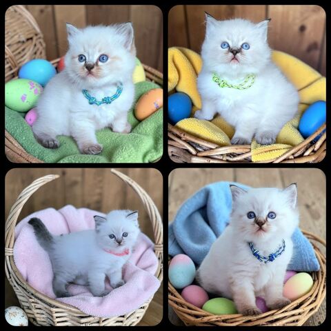 A r&eacute;server chatons Ragdoll 1300 79340 Chantecorps