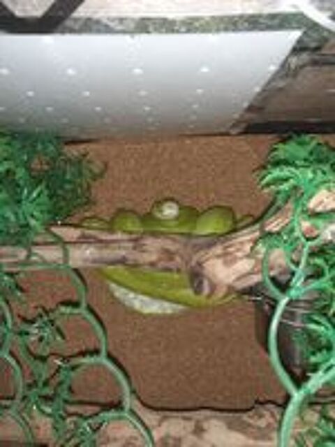   Morelia viridis  