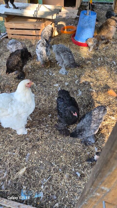 Poule ou coq 25 30700 Saint-quentin-la-poterie