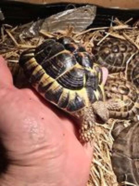   Tortue 