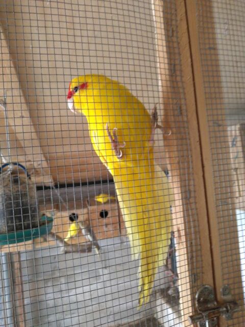 Couple kakariki 70 64800 B�n�jacq