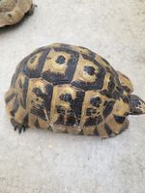   Tortue  