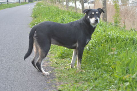 Magnifique chienne croisée labrador 40kg 49 34500 Bziers