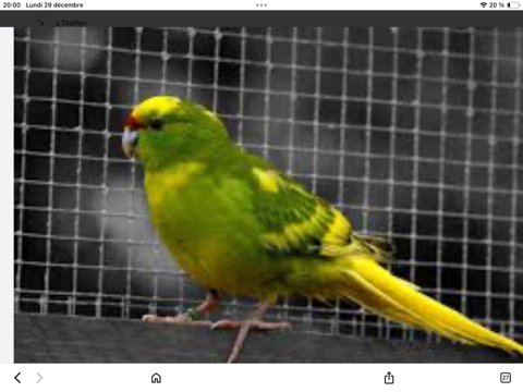 Kakariki m&acirc;le 0 68700 Aspach-le-bas