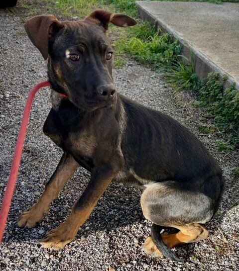 BETTY, chiot crois&eacute;e berger, 5 mois 220 34500 B�ziers