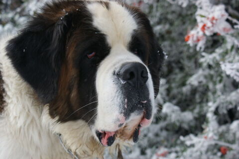 SAILLIE ST BERNARD LOF 800 69610 Meys