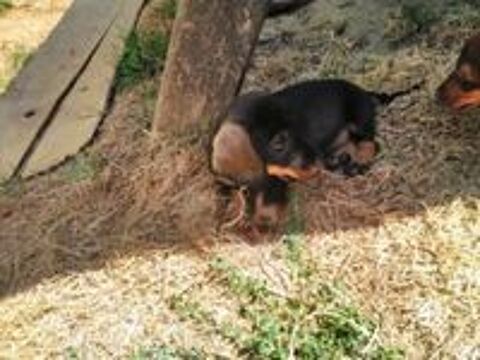   Chiots Type Teckel (non LOF) 
