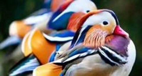   CANARDS DORNEMENTS . et  POULES
