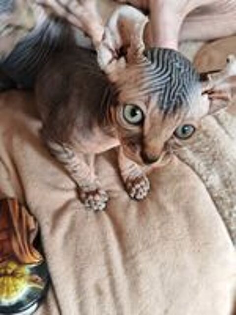   Chaton ELF bouches du rhone 