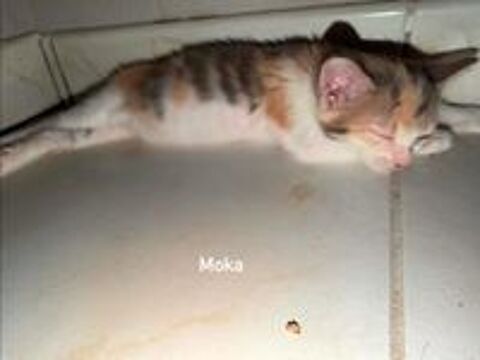   Chat MOKA à l adoption 