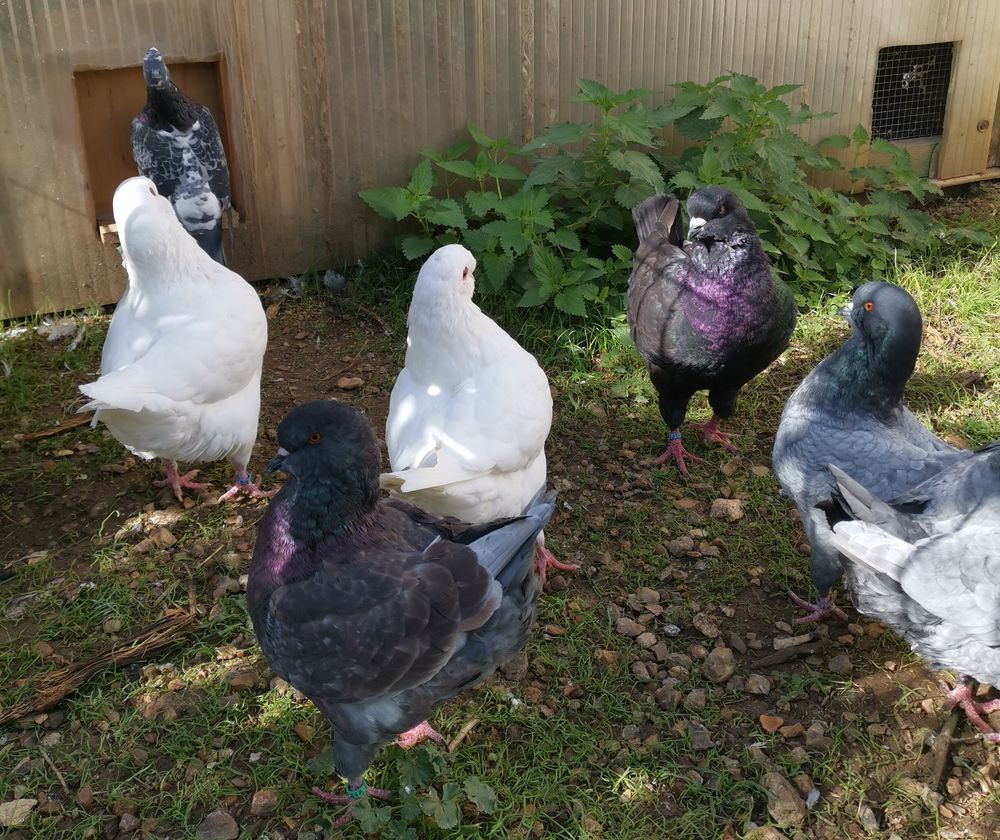   Pigeon King 