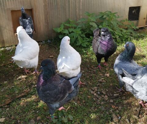 Pigeon King 15 28200 Saint-denis-les-ponts