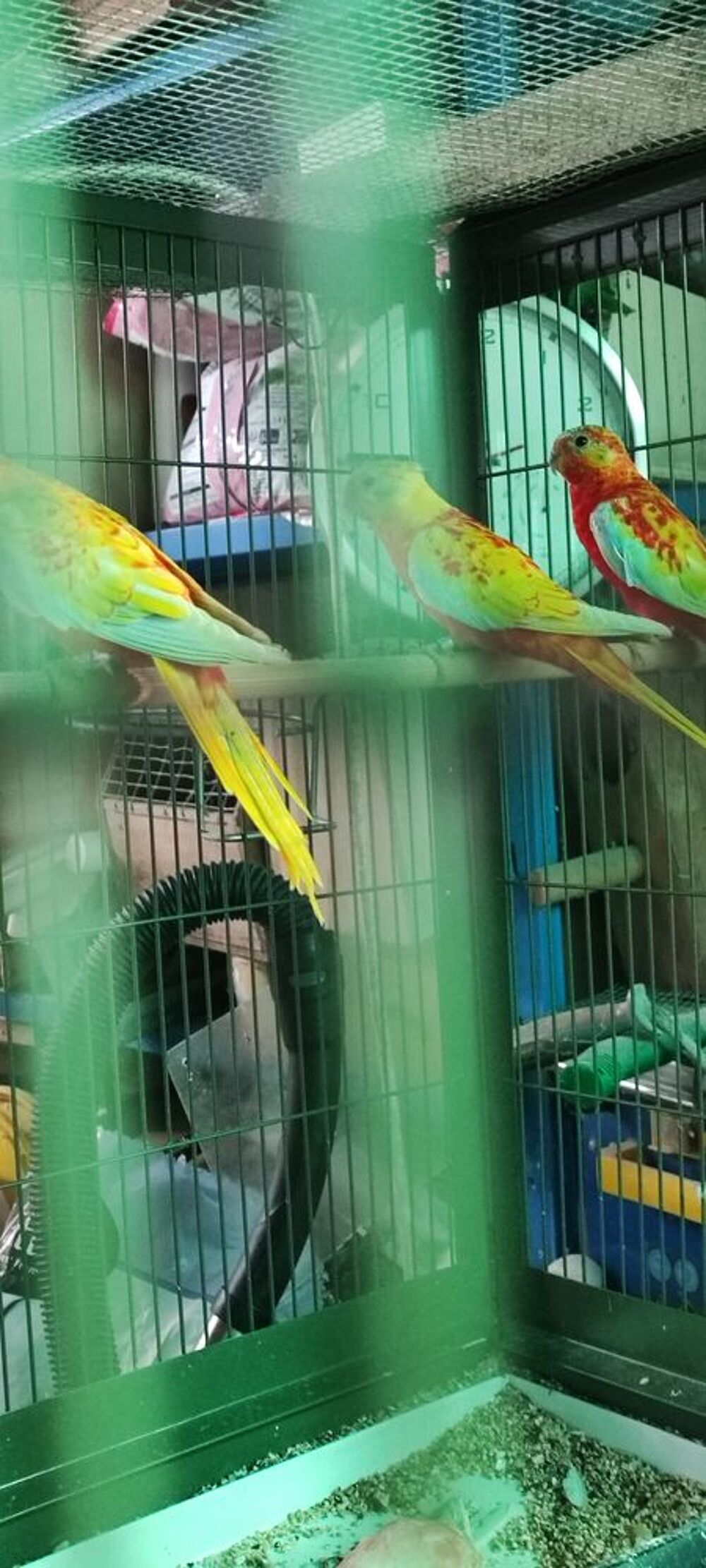   Perruches turquoisines  