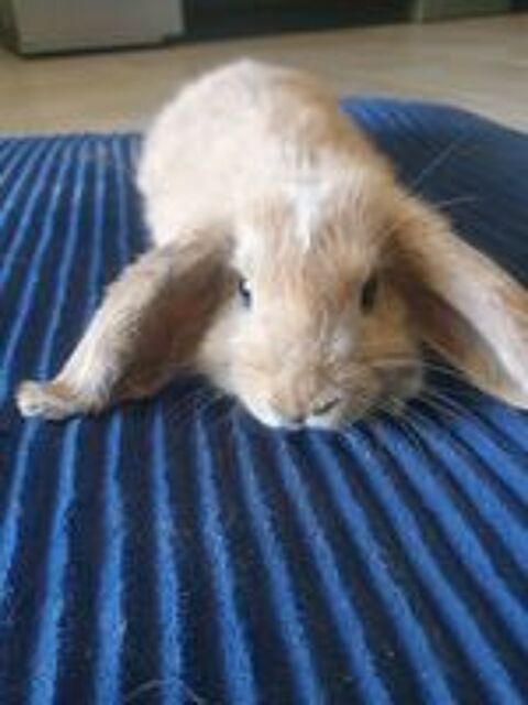   Don lapin non castré 1 an. Personnes sérieuses vraiment ! 