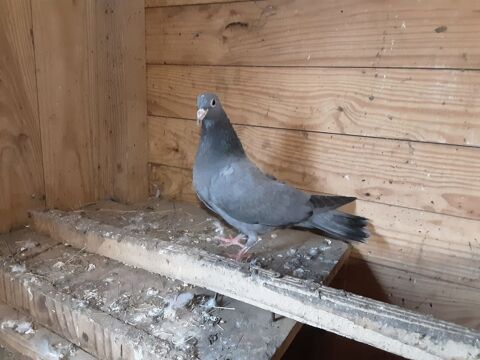 lot de 17 pigeons Bleu de Gascogne 200 23350 Nouziers