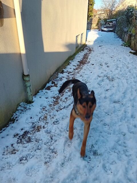 Donne contre bon soins berger allemand crois&eacute; beauceron 0 95270 Chaumontel