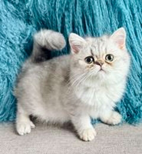   CHATON MALE EXOTIC SHORTHAIR DISPONIBLE TOUT SUITE 