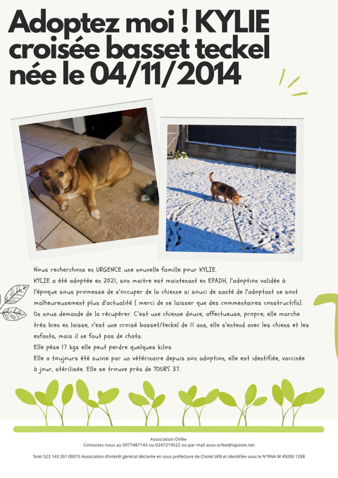 KYLIE x teckel basset 11 ans 100 37000 Tours