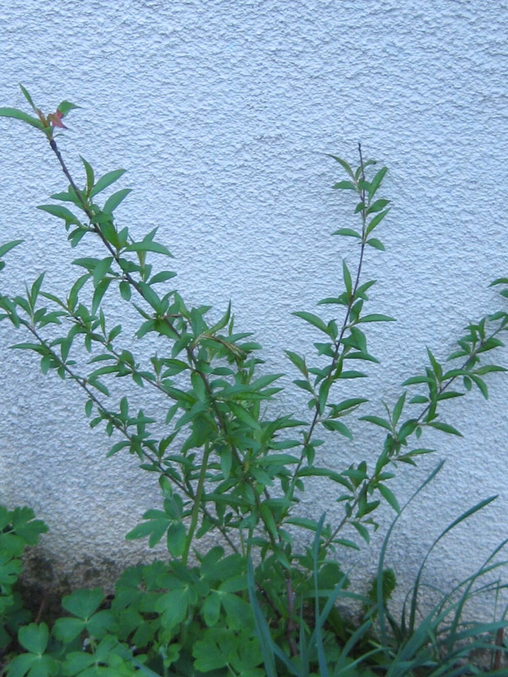 p&eacute;chers de jardin : Jardin