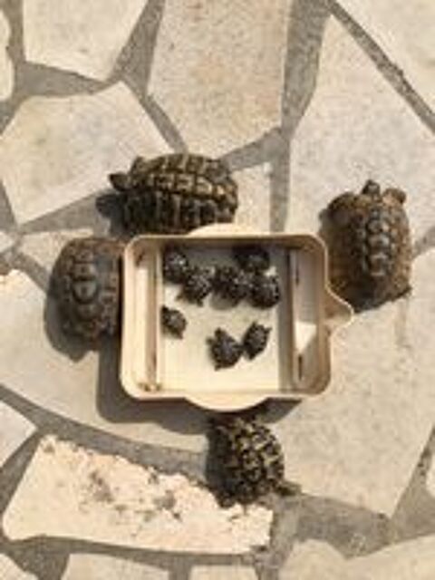   tortue 