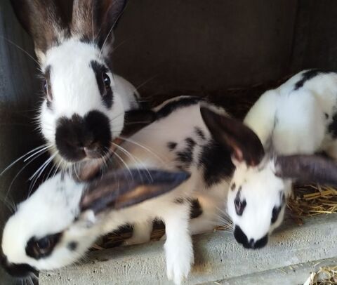  lapins type crois&eacute; race Papillon 25 56800 Campénéac