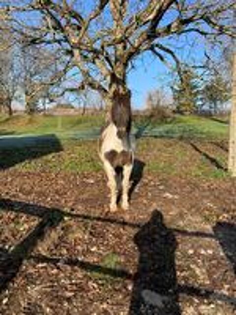   pension chevaux- anes 