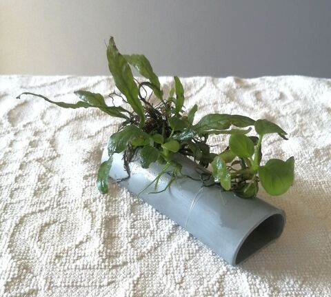 Cachette pondoir avec plante 8 92800 Puteaux