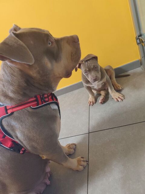 Magnifique m&acirc;le bully xl 2500 25200 Grand-charmont