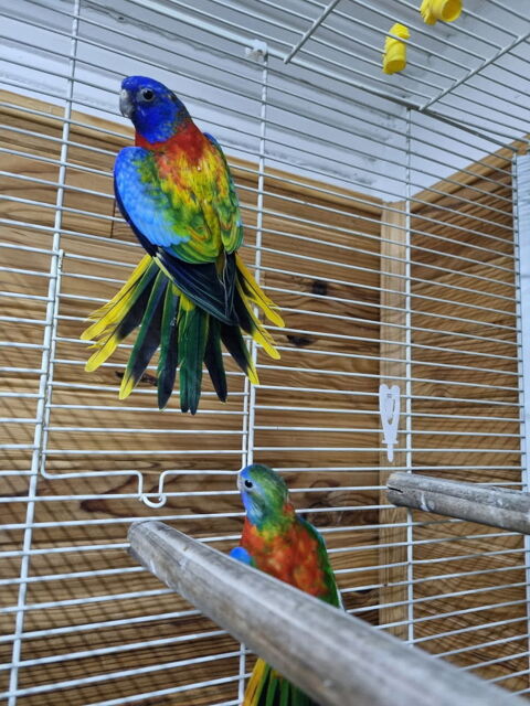 perruches splendide 250 82500 Beaumont-de-lomagne