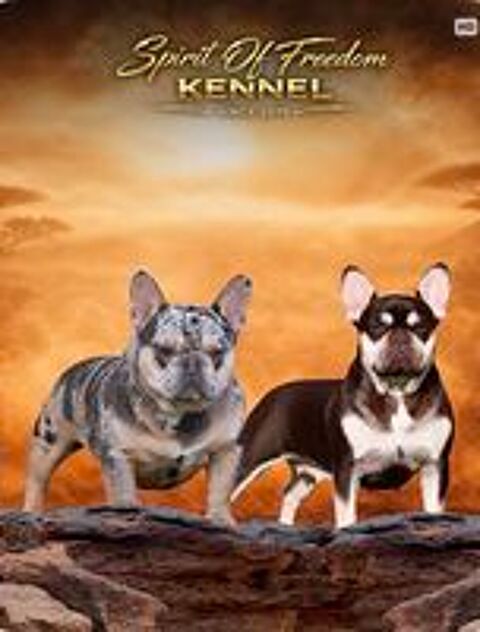   Chiot Bouledogue Français Exotiques d'exception disponible 