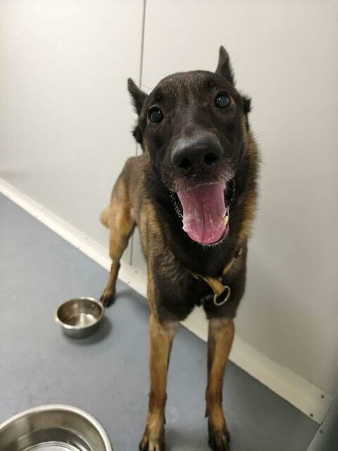 Chien ZIPP &agrave; l adoption 250 13001 Marseille