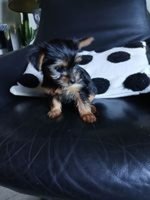   Chiot yorksire pure race 