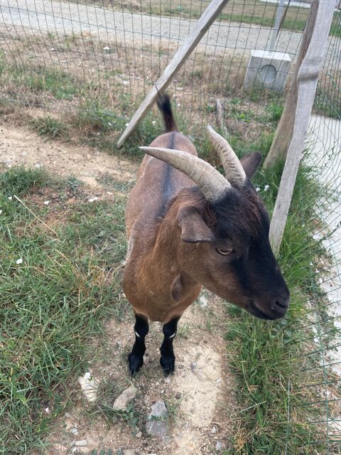 Don bouc nain 2,5 ans 0 35150 Ess