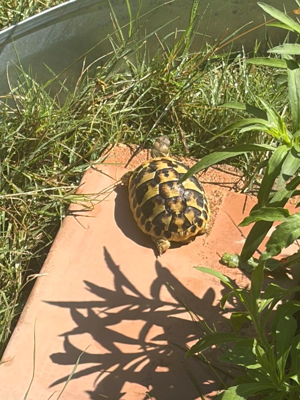   Tortue terre de 2025 
